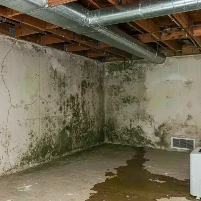 Professional Mold Removal in Calhoun County, IL